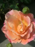 CIMG1655.webp