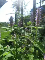 CIMG1666.webp
