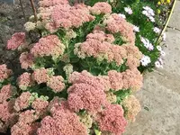 2012_0902garten120003.webp