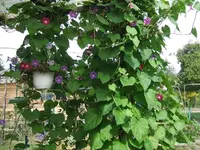 2012_0902garten120001.webp