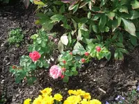 2012_0902garten120004.webp