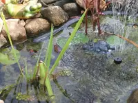 2012_0902garten120005.webp