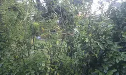 Kirschlorbeerhecke1.webp