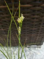 DSC00098.webp
