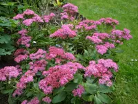 Fette Henne.webp