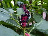 Kermesbeere.webp