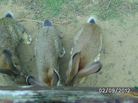 k-BILD1431.webp