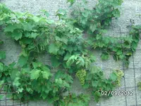 BILD1433.webp
