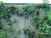 BILD1435.webp