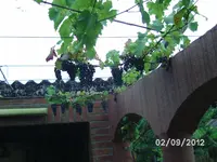 BILD1438.webp