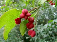 Pfaffenhütchen_015.webp