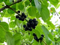 Schneeballbeeren_220.webp