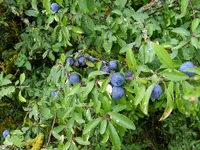 Schlehen_204.webp