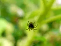 Spinnenbaby_052.webp