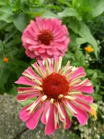 Zinnie_049.webp