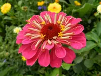 Zinnie_050.webp
