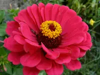 Zinnie_180.webp