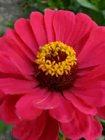Zinnie_178.webp