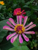 Zinnie_184.webp