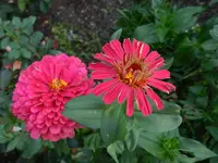 Zinnie_183.webp