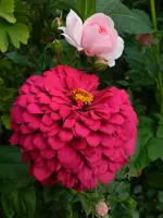 Zinnie_187.webp