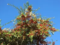 Copy of IMG_0783v.webp