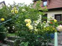 Der Herbst ist golden.webp