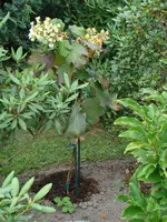 Mein Sorgenkind Quercifolia.webp