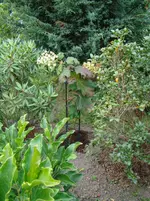 Übersteht sie es - Quercifolia.webp