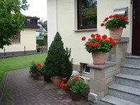 Zuverlässige Pelargonien.webp