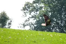 2012_0905Sommer0035 greifvogel.webp