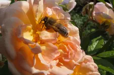 2012_0905Sommer0033.webp