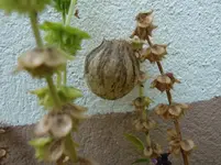 CIMG6807.webp