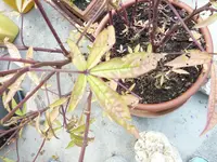 P1060452.webp
