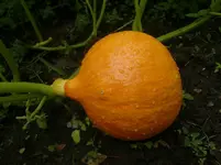 CIMG6366.webp