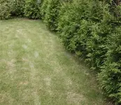06092012Wiese.webp