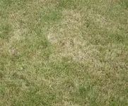 06092012Wiese01.webp