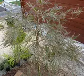 P1000193.webp