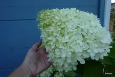 P1080404.webp