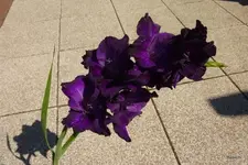 P1080445.webp