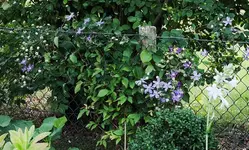 Clemi Arabella und blühende Hosta Guacamole_900.webp