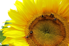 Hummelbesuch auf der Sonnenblume_900.webp