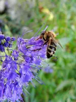 Bartblume-Biene_045.webp