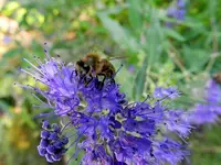 Bartblume-Biene_043.webp