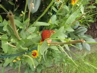 081.webp