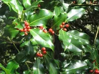 Bild 961.webp