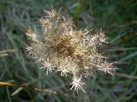 herbst..v.webp
