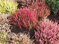 Bild 423.webp
