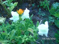 BILD1333.webp