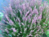 BILD1335.webp